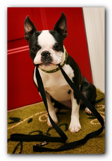 Howie the Sunwoods Boston Terrier Puppy