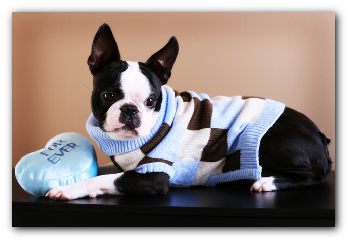 Howie the Sunwoods Boston Terrier Puppy
