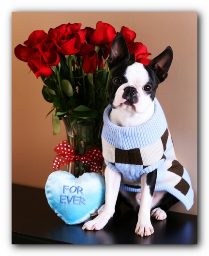 Howie the Sunwoods Boston Terrier Puppy