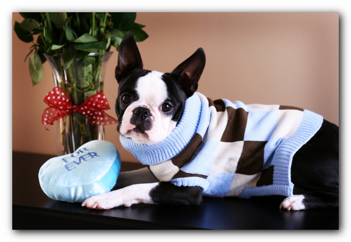 Howie the Sunwoods Boston Terrier Puppy