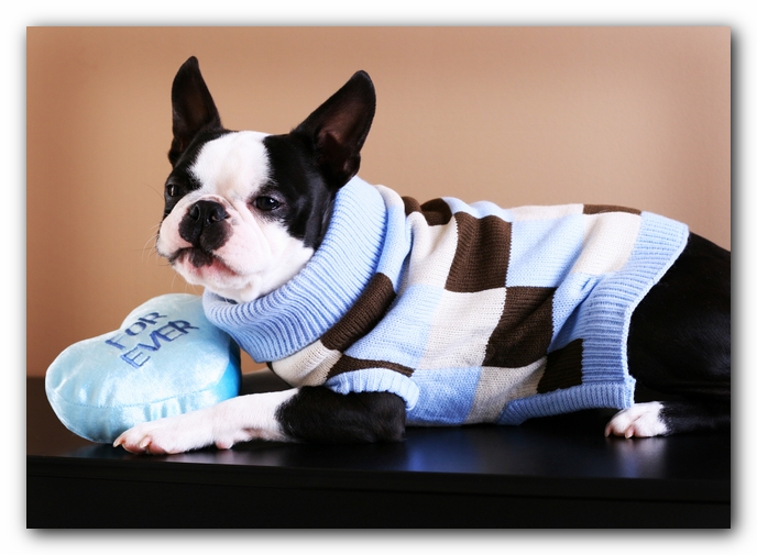 Howie the Sunwoods Boston Terrier Puppy