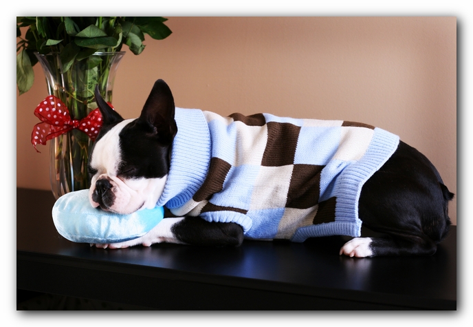 Howie the Sunwoods Boston Terrier Puppy