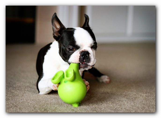 Howie the Sunwoods Boston Terrier Puppy
