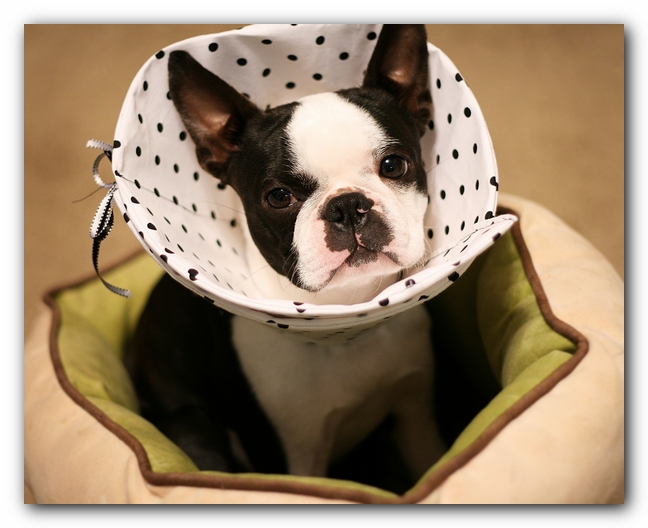 Howie the Sunwoods Boston Terrier Puppy