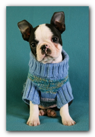 Howie the Sunwoods Boston Terrier Puppy