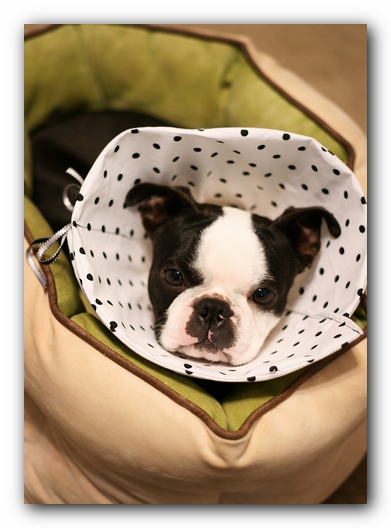 Howie the Sunwoods Boston Terrier Puppy