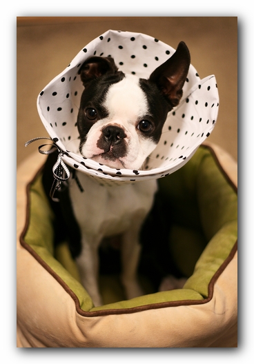 Howie the Sunwoods Boston Terrier Puppy