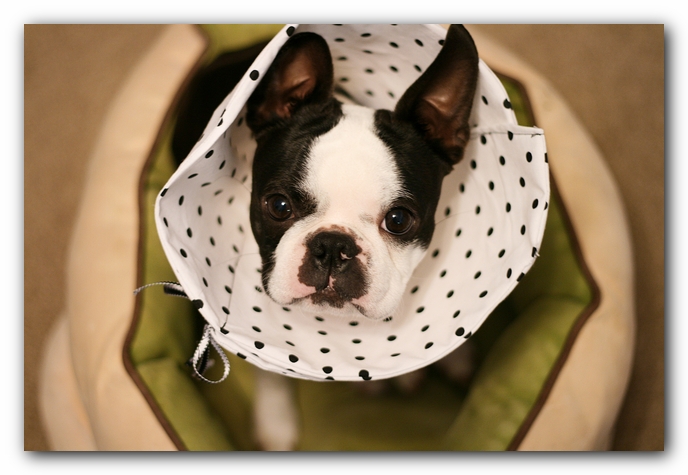 Howie the Sunwoods Boston Terrier Puppy