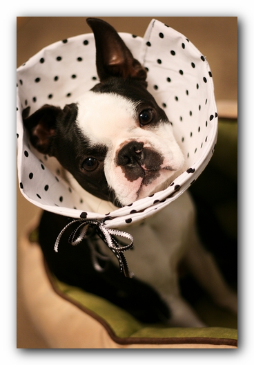 Howie the Sunwoods Boston Terrier Puppy