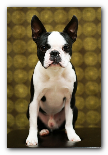 Howie the Sunwoods Boston Terrier Puppy