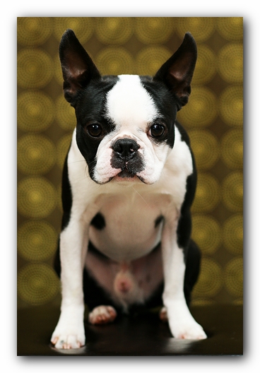 Howie the Sunwoods Boston Terrier Puppy