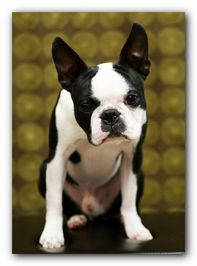 Howie the Sunwoods Boston Terrier Puppy