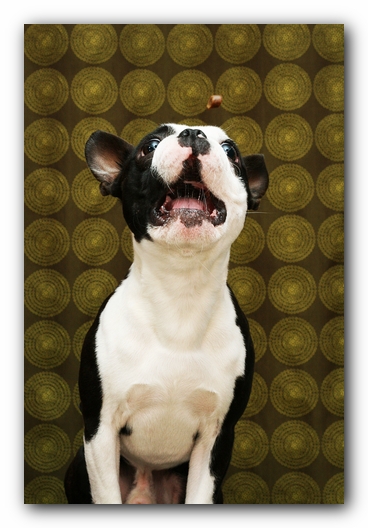 Howie the Sunwoods Boston Terrier Puppy
