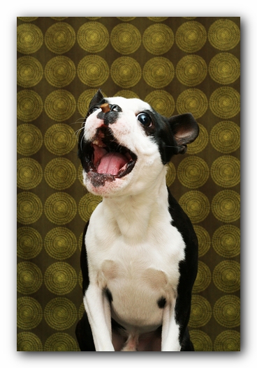 Howie the Sunwoods Boston Terrier Puppy