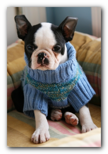 Howie the Sunwoods Boston Terrier Puppy