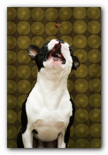 Howie the Sunwoods Boston Terrier Puppy