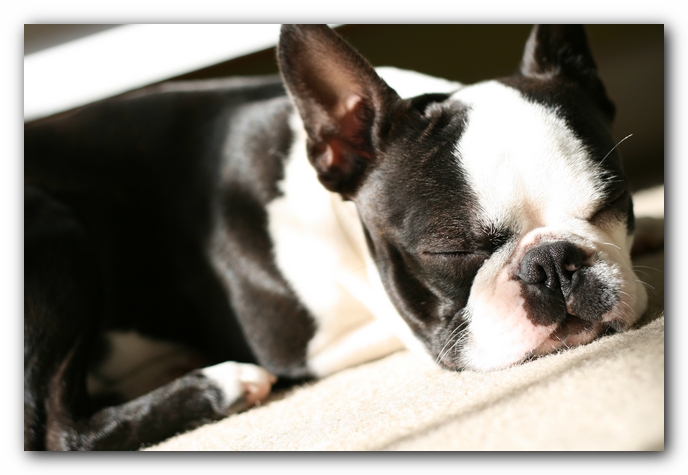 Howie the Sunwoods Boston Terrier Puppy