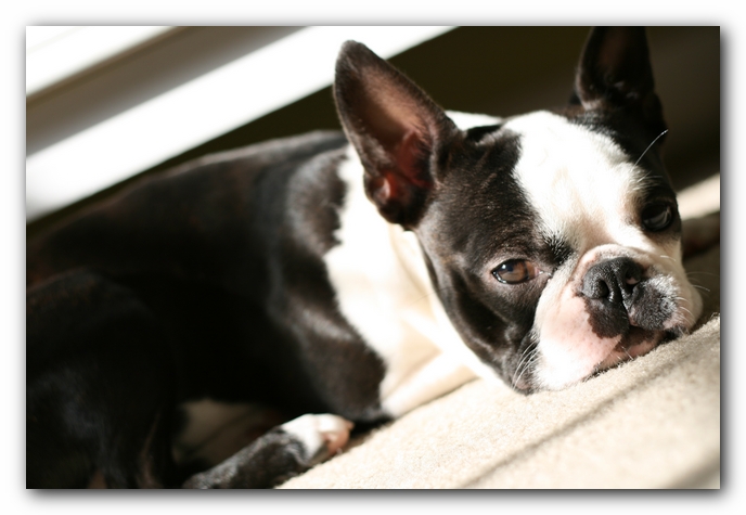 Howie the Sunwoods Boston Terrier Puppy