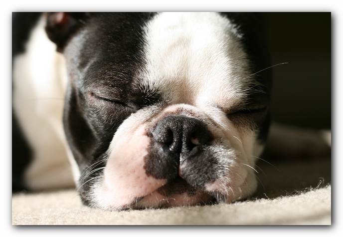 Howie the Sunwoods Boston Terrier Puppy