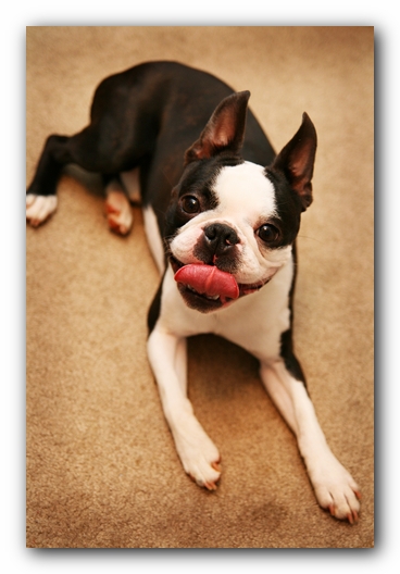 Howie the Sunwoods Boston Terrier Puppy