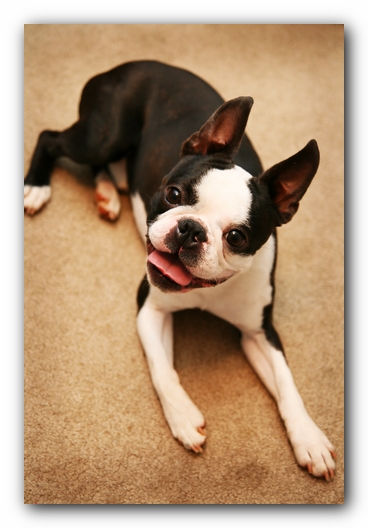 Howie the Sunwoods Boston Terrier Puppy