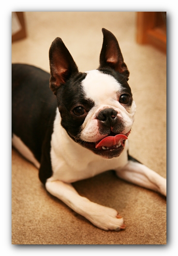 Howie the Sunwoods Boston Terrier Puppy