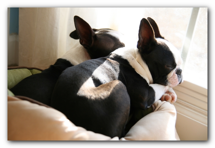 Howie the Sunwoods Boston Terrier Puppy