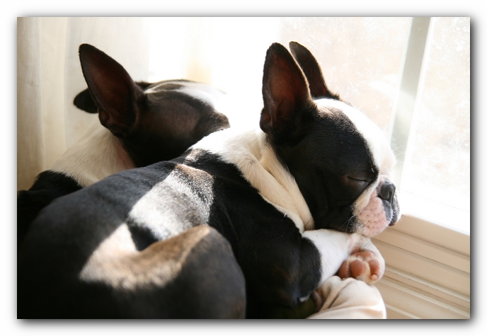 Howie the Sunwoods Boston Terrier Puppy