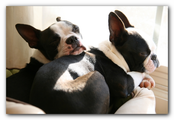 Howie the Sunwoods Boston Terrier Puppy