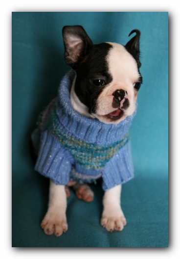 Howie the Sunwoods Boston Terrier Puppy