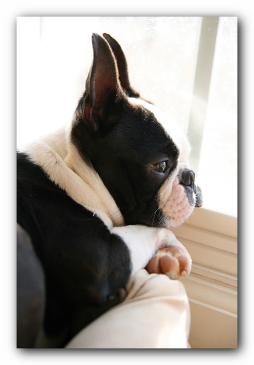 Howie the Sunwoods Boston Terrier Puppy