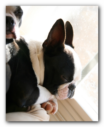 Howie the Sunwoods Boston Terrier Puppy