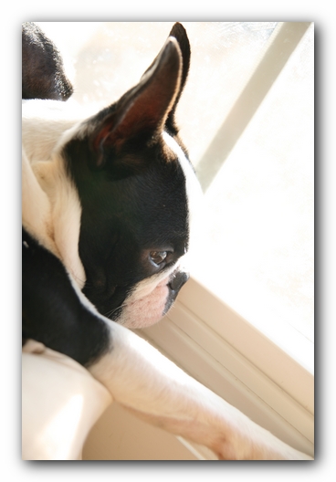 Howie the Sunwoods Boston Terrier Puppy
