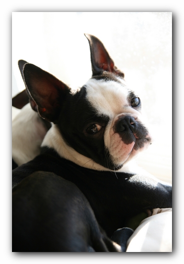 Howie the Sunwoods Boston Terrier Puppy