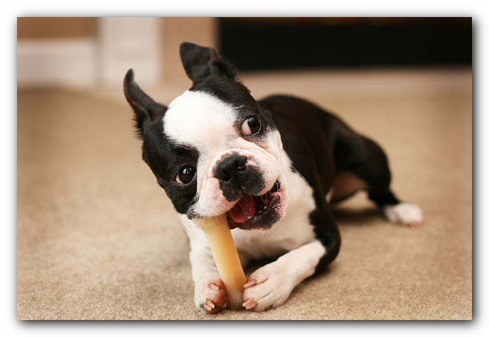 Howie the Sunwoods Boston Terrier Puppy