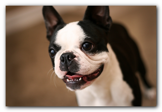 Howie the Sunwoods Boston Terrier Puppy