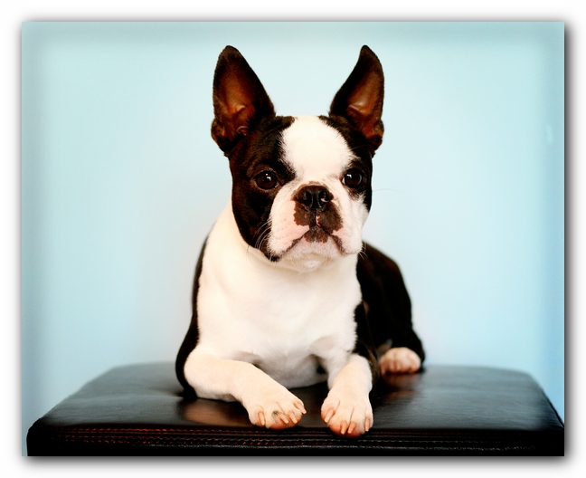 Howie the Sunwoods Boston Terrier Puppy