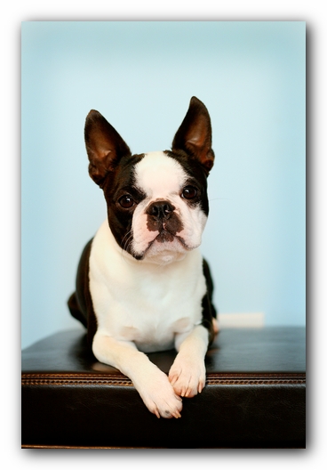 Howie the Sunwoods Boston Terrier Puppy