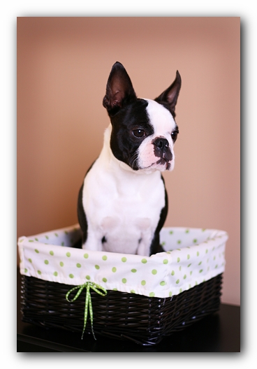 Howie the Sunwoods Boston Terrier Puppy