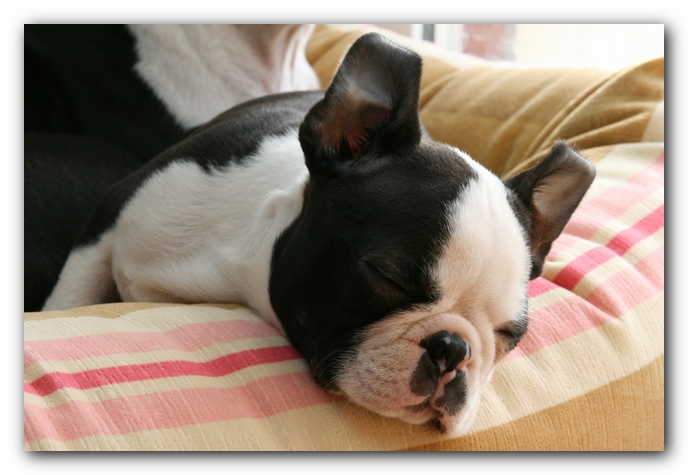 Howie the Sunwoods Boston Terrier Puppy