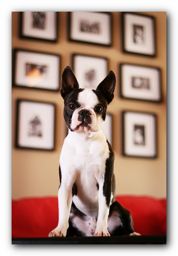 Howie the Sunwoods Boston Terrier Puppy