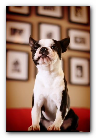Howie the Sunwoods Boston Terrier Puppy