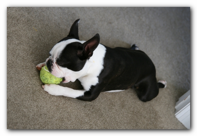 Howie the Sunwoods Boston Terrier Puppy
