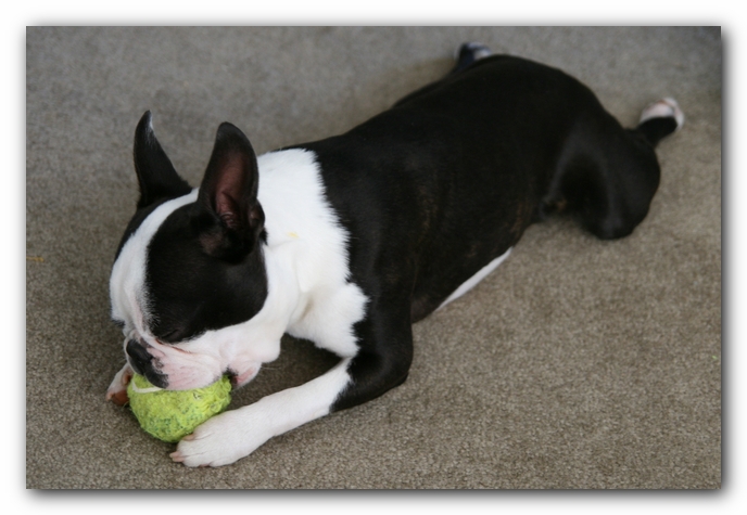 Howie the Sunwoods Boston Terrier Puppy