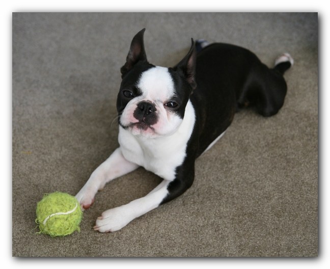 Howie the Sunwoods Boston Terrier Puppy