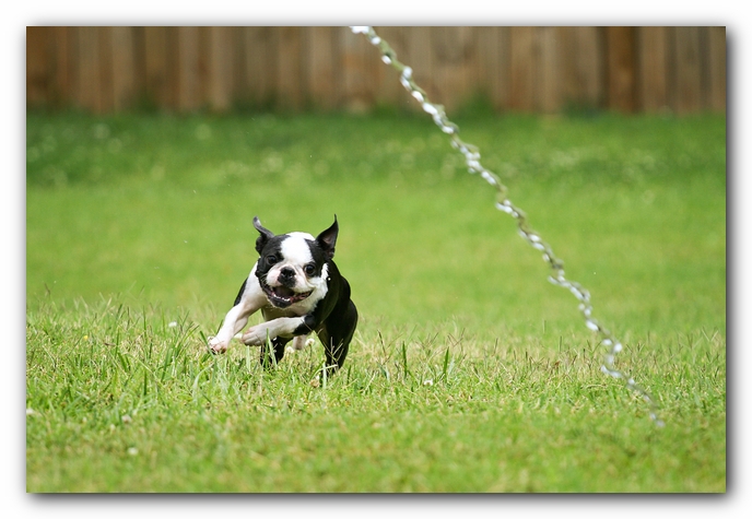 Howie the Sunwoods Boston Terrier Puppy