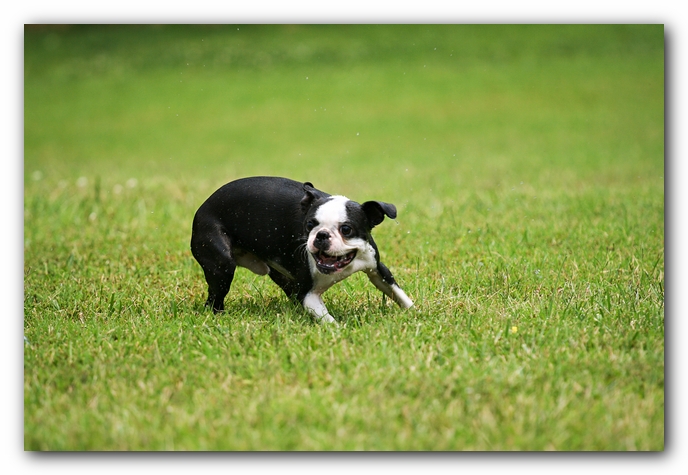 Howie the Sunwoods Boston Terrier Puppy