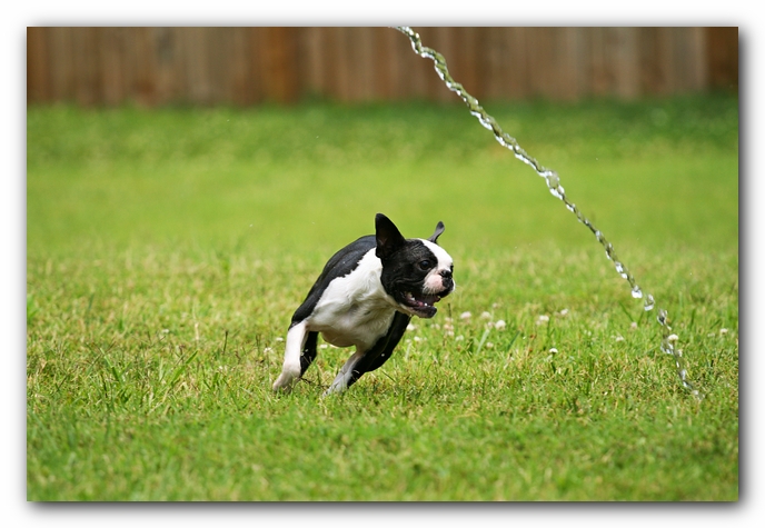Howie the Sunwoods Boston Terrier Puppy