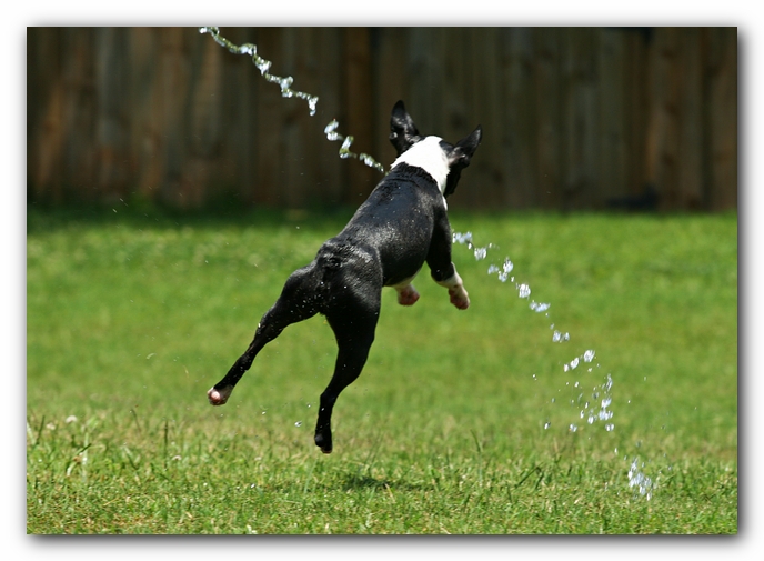 Howie the Sunwoods Boston Terrier Puppy
