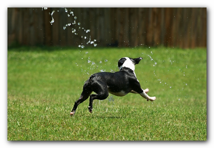 Howie the Sunwoods Boston Terrier Puppy